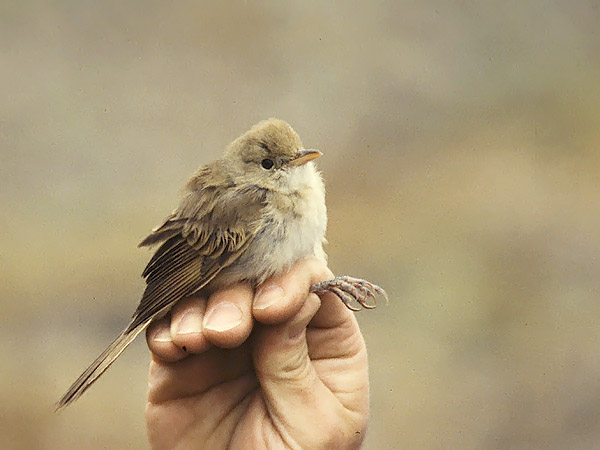 Paksunokkakerttunen, Thick-billed Warbler, Acrocephalus aedon